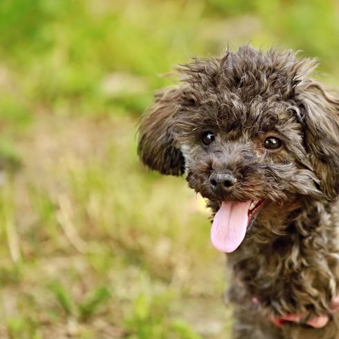 Poodle puppy grey Dog,Mammal,Vertebrate,Dog breed,Canidae,Spanish water dog,Miniature Poodle,Poodle crossbreed,Lagotto romagnolo,Toy Poodle,
