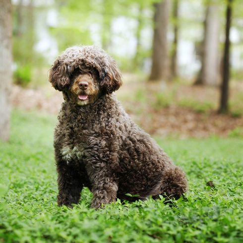 Water Dog from Portugal, breed that Barack Obama has in the White House, Portuguese Water Dog, brown white dog curly with little hair, dogs for allergy sufferers, stubborn dogs