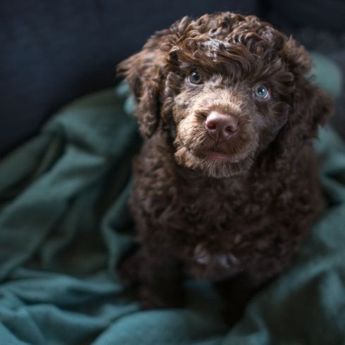 Portuguese water dog puppy brown Portuguese water dog puppy in brown, curly dog, dog with curls, dog similar to poodle, Barack Obama dog breed, allergy dog