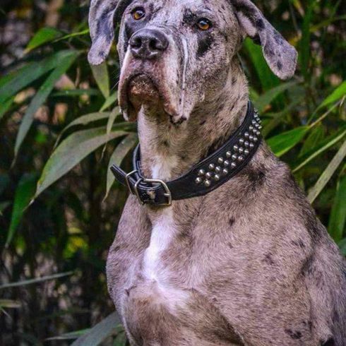 Presa Dane Dog,carnivore,dog breed,plant,collar,greyhound,fawn,dog collar,companion dog,muzzle,