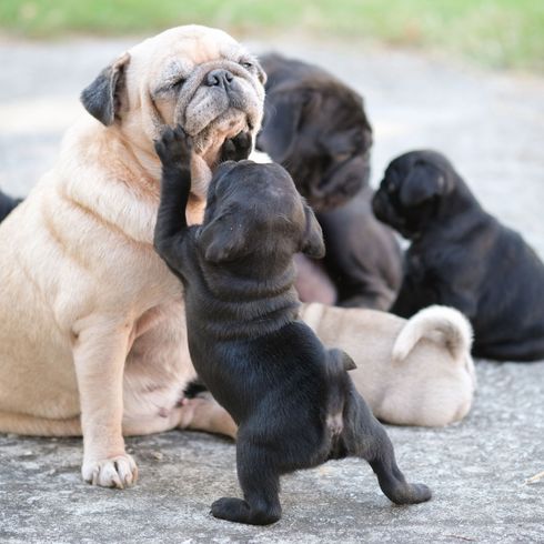 Pug family puppy Dog,Mammal,Vertebrate,Dog breed,Canidae,Carnivore,Boerboel,Fila brasileiro,Snout,Companion dog,