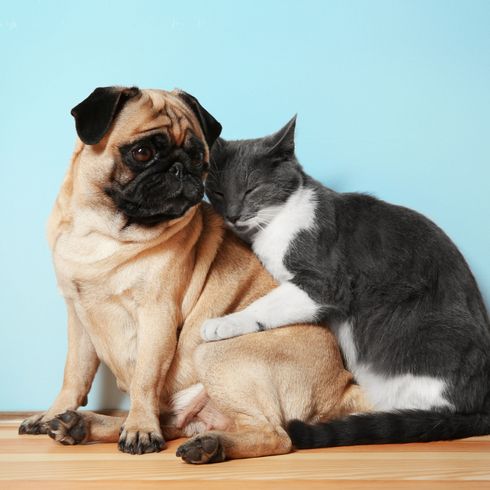 Pug and cat Mammal,Vertebrate,Dog,Canidae,Cat,Carnivore,Pug,Dog breed,Felidae,Companion dog,