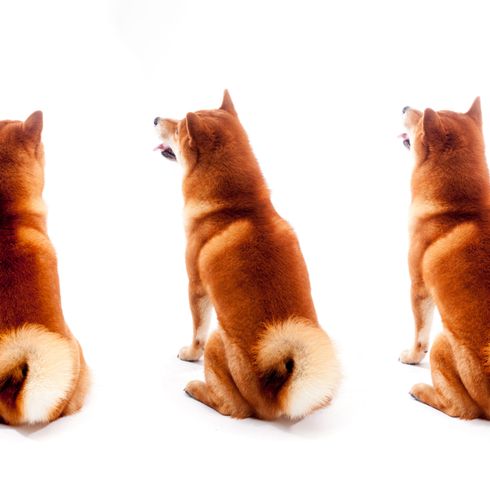 red Shiba Inu Mammal,Canidae,Dog,Shiba inu,Carnivore,Finnish spitz,Akita inu,Spitz,Dog breed,Non-Sporting Group,
