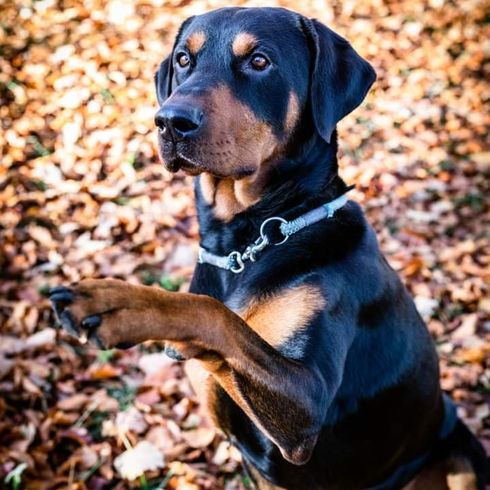 Rotterman © Lisa Mansfeld Hund,Fleischfresser,Hunderasse,Halsband,Hundezubehör,Haustierzubehör,Rehkitz,Begleithund,Hundehalsband,Leber,