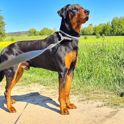 Rotterman © Lisa Mansfeld Hund,Pflanze,Himmel,Fleischfresser,Halsband,Hunderasse,Baum,Arbeitstier,Kitz,Hundehalsband,