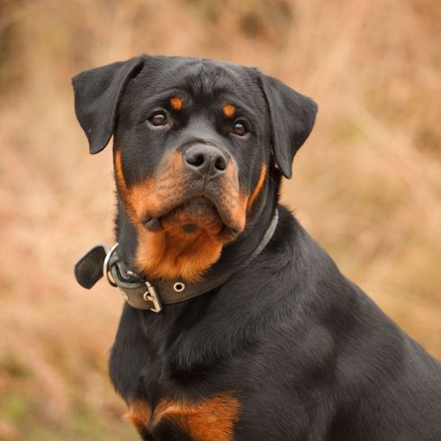 Dog,Mammal,Vertebrate,Dog breed,Canidae,Rottweiler,Carnivore,Austrian black and tan hound,Snout,Working dog,