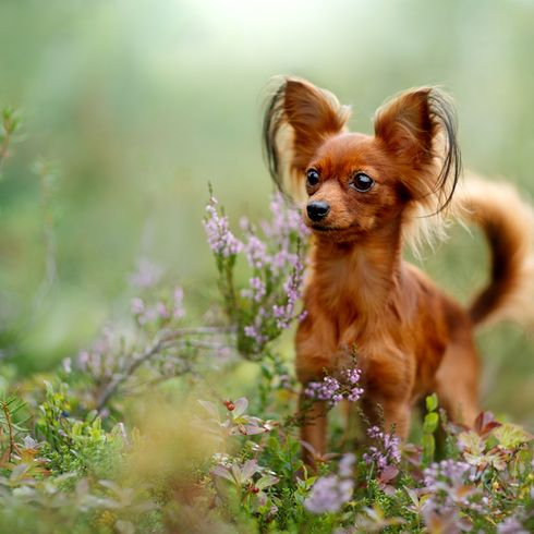 Russkiy Toy red brown lying on a white background, small dog breed from Russia, Russian dog breed, Terrier, Russian Toy Terrier, hanging ears with long fur, dog similar to Chihuahua