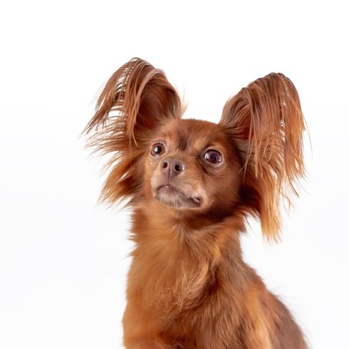 Russkiy Toy red brown, small dog breed from Russia, Russian dog breed, Terrier, Russian Toy Terrier, hanging ears with long fur, dog similar to Chihuahua