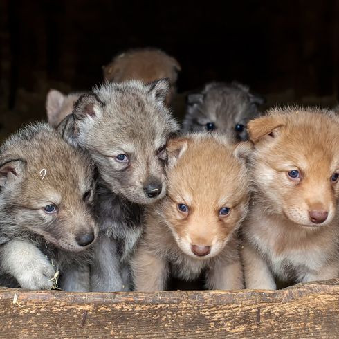 Saarloos Wolfhound puppies