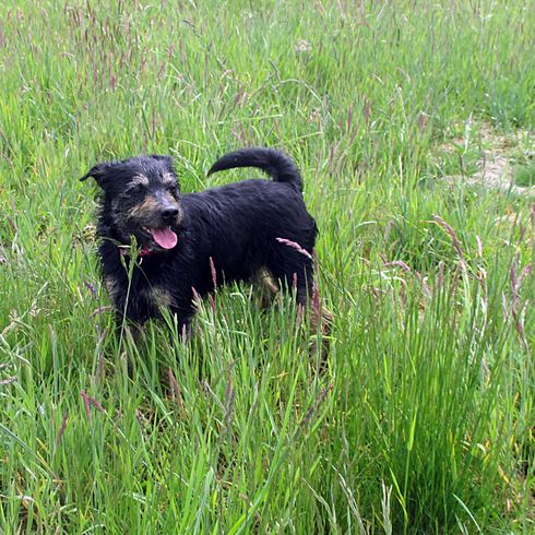 Schnauzer Dachshund Mongrel Dog Dog,plant,carnivore,dog breed,grass,companion dog,ground cover,grassland,working animal,meadow,