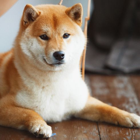 Dog,Mammal,Vertebrate,Canidae,Dog breed,Shiba inu,Carnivore,Hokkaido,Akita inu,Canaan dog,