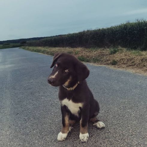 Siberian Retriever © Tina Tischer-Odermatt Hund,Himmel,Hunderasse,Fleischfresser,Pflanze,Asphalt,Begleithund,Rehkitz,Straßenbelag,Leine,