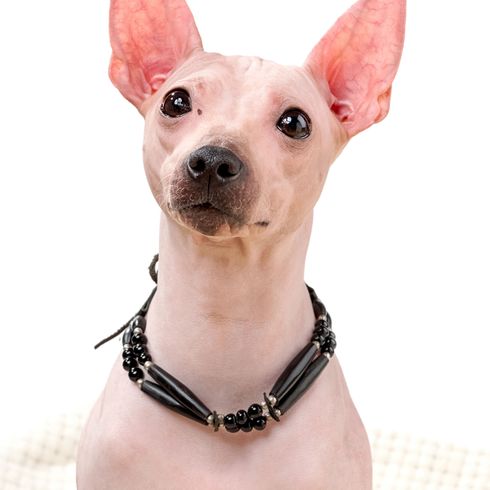 Sitting American Hairless Terrier Mammal,Vertebrate,Dog breed,Dog,Canidae,Dog collar,Collar,Snout,Carnivore,Non-Sporting Group,