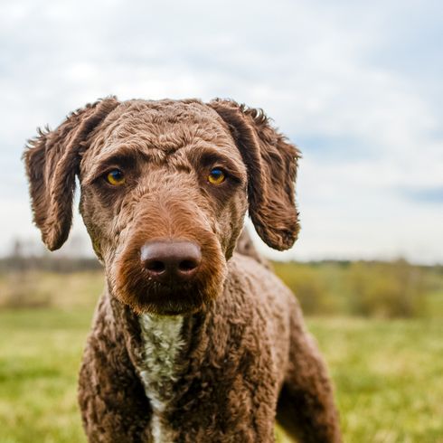 Spanish water dog shorn Dog with curls, Dog similar to poodle, Spanish water dog shorn, Hunting dog