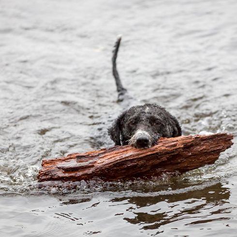 Spanish water dog swims and retrieves Spanish water dog, Perro de agua espanol, swimming dog, dog that loves water and loves to fetch