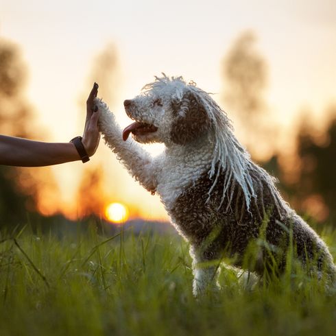 Spanish dog with very long fur on head, curls on head, dog with curls, curly fur, curly fur, dog with rasta braids, dog similar to poodle, Spanish water dog gives high five trick with owner at sunset