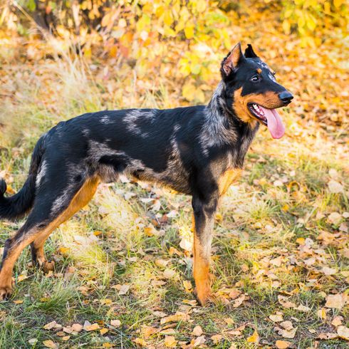 Dog,Mammal,Vertebrate,Dog breed,Canidae,Carnivore,Working dog,Rare breed (dog),Toy manchester terrier,