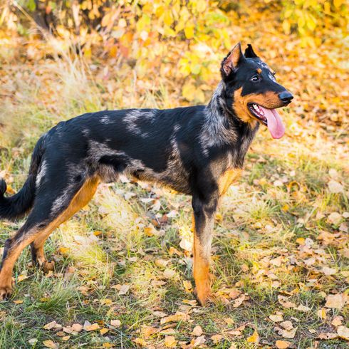 spotted beauceron on autumn meadow Dog,Mammal,Vertebrate,Dog breed,Canidae,Carnivore,Working dog,Rare breed (dog),Toy manchester terrier,