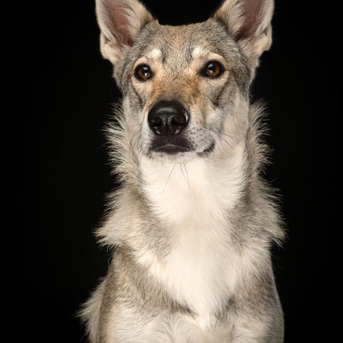 Tamaskan Husky or also called Tamaskan Wolfhound, dog similar to wolf, brown grey dog breed with prick ears