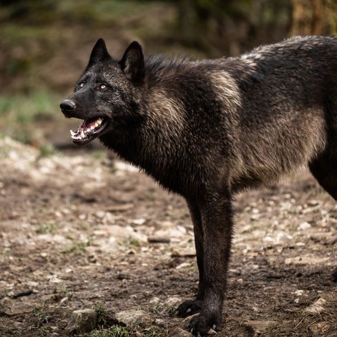 Timberwolf, dangerous wild animal, wolf crossed with dog, black wolf, wolfhound, ancestor of dogs