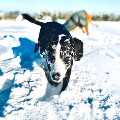 Tiroler Bracke Collie Mix © Jennifer Biever Hund,Schnee,Hunderasse,Fleischfresser,Himmel,Gefrieren,Winter,Sportgruppe,Freizeit,Canidae,