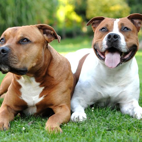 two brown white American Staffordshire Terrier Dog,Mammal,Vertebrate,Dog breed,Canidae,Carnivore,American staffordshire terrier,American pit bull terrier,Staffordshire bull terrier,Companion dog,