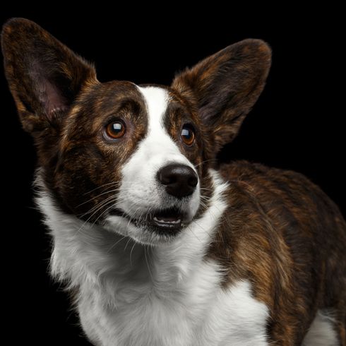 Welscorgi Dog,Mammal,Vertebrate,Dog breed,Canidae,Welsh Corgi,Carnivore,Pembroke welsh corgi,Cardigan welsh corgi,Snout,