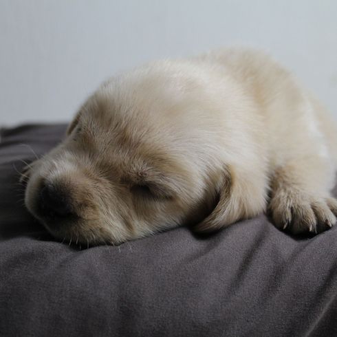 very young puppy still white, red white dog breed as puppy still completely white, Bracco Italiano, Italian Pointer, Pointer from Italy, Italian dog breed, hunting dog breed puppy