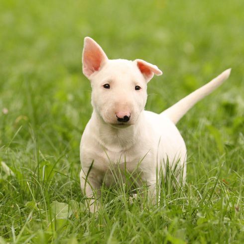 white bull terrier puppy Dog,Mammal,Vertebrate,Canidae,Bull terrier (miniature),Dog breed,Old english terrier,Bull terrier,Bull and terrier,Carnivore,