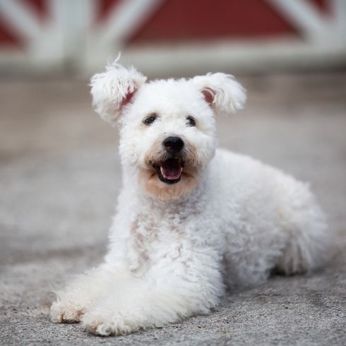 white Pumi, dog with curls from Hungary