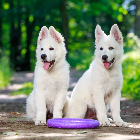 white shepherd puppies two small young dogs of the swiss white shepherd sitting in the forest waiting for the owner to play frisbee, dog with standing ears and panting, dog with long white fur