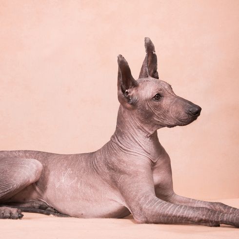 Xolo naked dog lying, dog without hair, dog without fur, standing ears on small brown dog