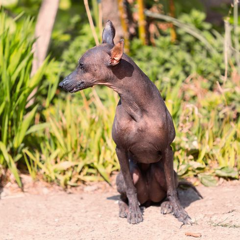 Small brown dog without hair, naked dog, related to mexican naked dog, xolo with standing ears on a meadow