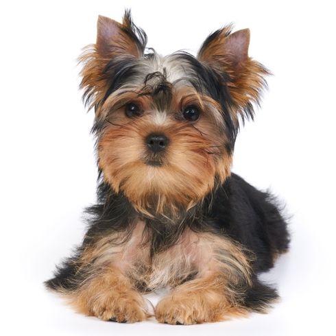 Dog,Mammal,Vertebrate,Dog breed,Canidae,Yorkshire terrier,Puppy,Carnivore,Terrier,Companion dog,