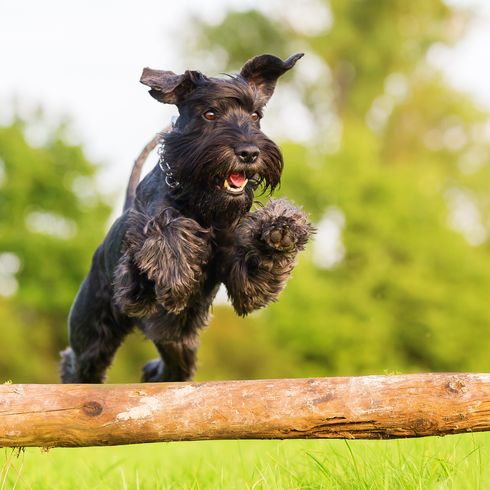 Foto de un Schnauzer Estándar saltando sobre una viga de madera