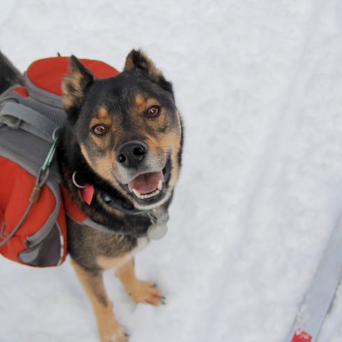 Mestizo de husky rotweiller con mochila jugando al aire libre en la nieve