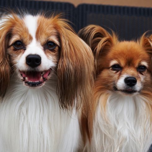 Retrato de perro Phalene y Papillon como un simpático animal inteligente