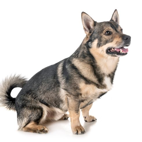 Vallhund sueco sobre fondo blanco