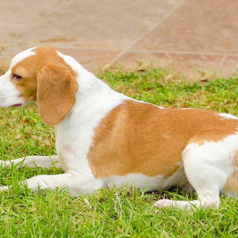 Un joven y bonito cachorro de Sabueso de Pelo Corto de Istria, blanco y naranja, está sentado en la hierba. El Sabueso de Pelo Corto de Istria es un perro rastreador para cazar liebres y zorros.