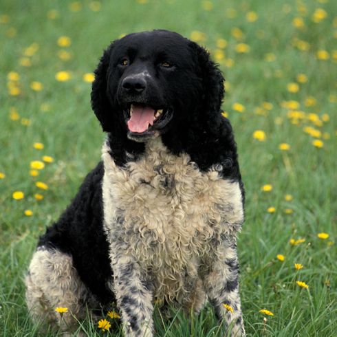 PERRO DE AGUA FRISÓN, ADULTO, SENTADO EN LA HIERBA