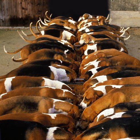 Perro Poitevin, cena de paquete