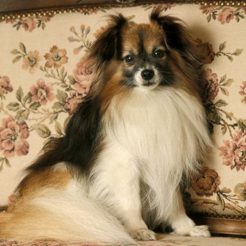 Phalene o Continental Toy Spaniel, perro sentado en el sofá