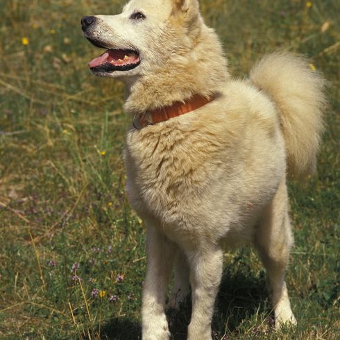 Perro de Groenlandia de pie sobre la hierba