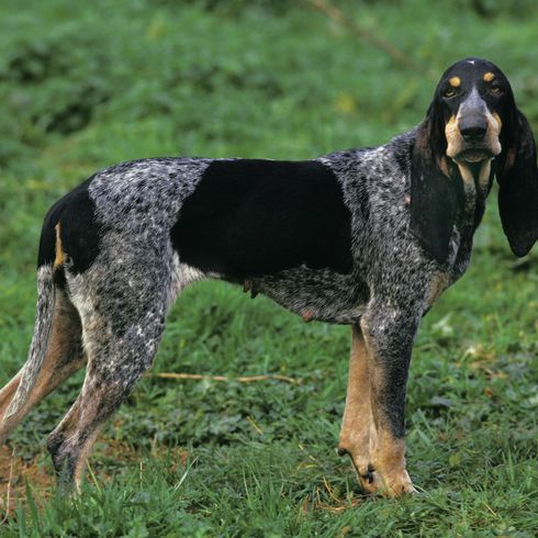 Pequeño perro azul gascón, perro de pie sobre la hierba Pequeño perro azul gascón, perro de pie sobre la hierba