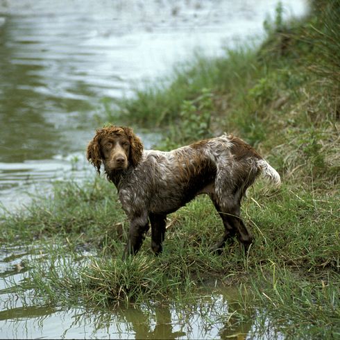 Spaniel de Pont Audemer, perro de raza francés