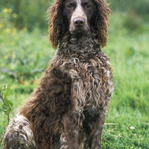 Pont Audemer Spaniel, adulto sentado en la hierba