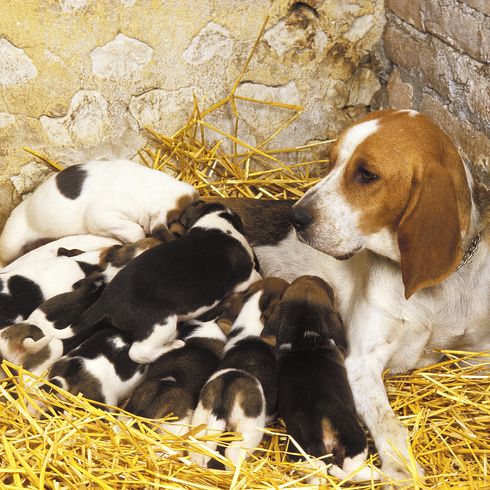 Sabueso de Artois, madre y cachorros mamando
