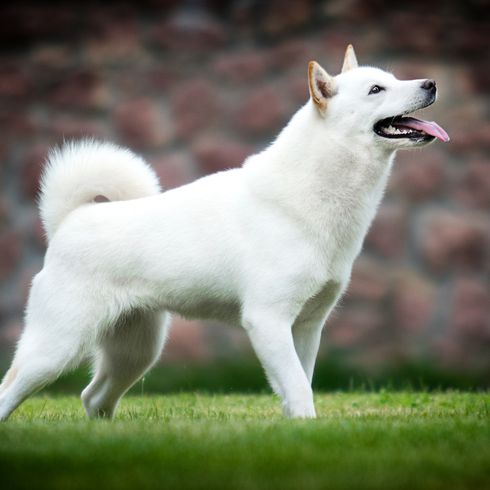 La raza de perro japonés de Hokkaido se pone de lado