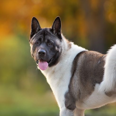 Retrato de cerca de perro Akita Americano en el Parque de Otoño Retrato de cerca de perro Akita Americano en el Parque de Otoño