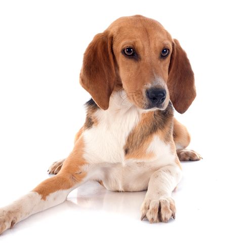 Joven Beagle Harrier delante de un fondo blanco